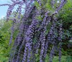 açık mavi Bahçe Çiçekleri Kelebek Çalı, Yaz Leylak, Buddleia fotoğraf