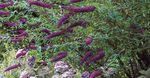 corcra bláthanna gairdín Bush Féileacán, Lilac Tsamhraidh, Buddleia Photo