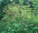 červená Záhradné kvety Obyčajný Starší, Červeno-Berried Staršie, Sambucus fotografie