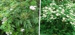 bianco I fiori da giardino Anziano Comune, Sambuco A Bacca Rossa, Sambucus foto