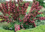წითელი ბაღის ყვავილები Weigela სურათი