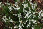 biały Ogrodowe Kwiaty Wrzos, Calluna zdjęcie