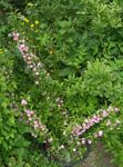 růžový Zahradní květiny Cerasus Grandulosa fotografie