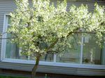 biały Ogrodowe Kwiaty Wiśnia, Czereśnia Pie, Cerasus vulgaris, Prunus cerasus zdjęcie