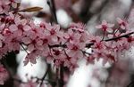 rose les fleurs du jardin Griotte, Tarte Cerise, Cerasus vulgaris, Prunus cerasus Photo
