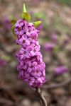 紫丁香 园林花卉 石南属, Daphne 照
