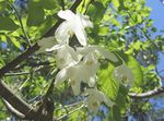 თეთრი ბაღის ყვავილები Silverbell, ენძელა ხე, , Halesia სურათი