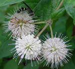 biely Záhradné kvety Buttonbush, Med Zvony, Honeyball, Tlačidlo Vŕba, Cephalanthus fotografie