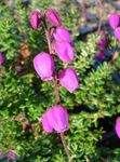rosa Hage blomster Irish Heia, St. Dabeoc Lyng, Daboecia-cantabrica Bilde