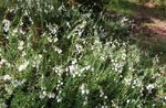 blanco Flores de jardín Brezo Irlandés, St. Brezo De Dabeoc, Daboecia-cantabrica Foto