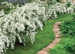 бял Градински цветове Deutzia снимка
