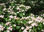 biely Záhradné kvety Kousa Svíb, Drieň Čínština, Japončina Drieň, Cornus-kousa fotografie