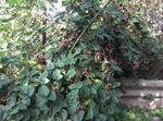 bela Vrtno Cvetje Blackberry, Bramble, Rubus fruticosus fotografija