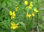 ყვითელი ბაღის ყვავილები შოტლანდიელები ცოცხი, Broomtops, საერთო ცოცხი, ევროპის ცოცხი, Irish ცოცხი, Sarothamnus სურათი