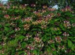 burgundy Tuin Bloemen Gemeenschappelijke Kamperfoelie, Lonicera-periclymenum foto