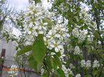 bílá Zahradní květiny Muchovník, Zasněžený Mespilus, Amelanchier fotografie