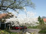 ホワイト 庭の花 シャッドブッシュ、雪のMespilus, Amelanchier フォト