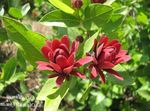 rouge les fleurs du jardin Arbuste Douce, La Caroline Du Piment De La Jamaïque, Fraise Arbuste, Bubby Brousse, Doux Betsy, Calycanthus Photo