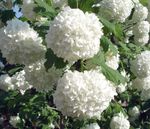 blanco Flores de jardín Viburnum Arándano Europeo, Arbusto Bola De Nieve Europeo, Rosa Guelder Foto