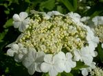 білий Садові Квіти Калина, Viburnum Фото