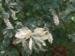 bílá Zahradní květiny Sladká Paprika Bush, Summersweet, Clethra fotografie