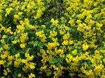 amarillo Flores de jardín Senna Vejiga, Colutea Foto