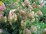 黄 园林花卉 膀胱番泻叶, Colutea 照
