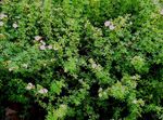 bílá Zahradní květiny Mochna, Keřovitý Mochna, Pentaphylloides, Potentilla fruticosa fotografie