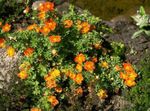orange Tuin Bloemen Wateraardbei, Shrubby Wateraardbei, Pentaphylloides, Potentilla fruticosa foto
