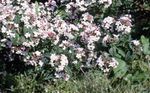 weiß Gartenblumen Weiß Forsythie, Koreanische Abelia, Abelia coreana Foto