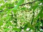 bianco I fiori da giardino Falso Acaciaia, Robinia-pseudoacacia foto