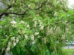 vit Trädgårdsblommor Falsk Acaciaia, Robinia-pseudoacacia Fil