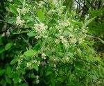 Acebuche, Silverberry Cereza, Goumi, Buffaloberry Plata