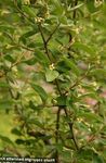 gelb Gartenblumen Oleaster, Kirsche Silver, Goumi, Silver Buffalo, Elaeagnus Foto