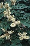 weiß Gartenblumen Asiatic Gelb, Amur Maackia Foto