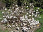 branco Flores do Jardim Magnólia, Magnolia foto