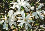 branco Flores do Jardim Magnólia, Magnolia foto
