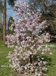 粉红色 园林花卉 玉兰, Magnolia 照