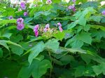Frambuesa Púrpura-Floración, Thimbleberry