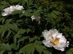 bílá Zahradní květiny Strom Pivoňka, Paeonia-suffruticosa fotografie