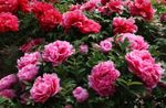 rosa Trädgårdsblommor Träd Pion, Paeonia-suffruticosa Fil