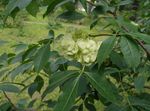verde Flores do Jardim Árvore Hop, Fedendo Cinza, Cinza Wafer, Ptelea trifoliata foto