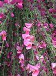 ვარდისფერი ბაღის ყვავილები ცოცხი, Cytisus სურათი