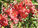 წითელი ბაღის ყვავილები კომშის, Chaenomeles-japonica სურათი