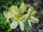 ყვითელი ბაღის ყვავილები Azaleas, Pinxterbloom, Rhododendron სურათი