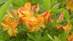 πορτοκάλι Λουλούδια κήπου Αζαλέες, Pinxterbloom, Rhododendron φωτογραφία