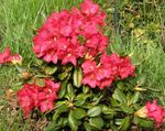 წითელი ბაღის ყვავილები Azaleas, Pinxterbloom, Rhododendron სურათი