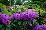 მეწამული ბაღის ყვავილები Azaleas, Pinxterbloom, Rhododendron სურათი