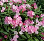 ვარდისფერი ბაღის ყვავილები Azaleas, Pinxterbloom, Rhododendron სურათი