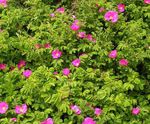 粉红色 园林花卉 海滩玫瑰, Rosa-rugosa 照